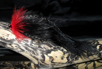 leeche_red_black_9