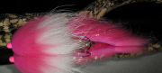pink_white_s_9